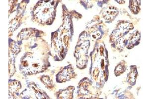 IHC testing of FFPE human placenta with Podocalyxin antibody (PODXL antibody  (Extracellular Domain))