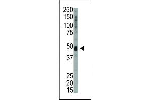 Western blot analysis of anti-KIS Pab (ABIN392641 and ABIN2842145) in mouse heart tissue lysate. (UHMK1 antibody  (N-Term))