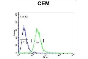 EDIL3 Antibody (Center) (ABIN652953 and ABIN2842608) flow cytometric analysis of CEM cells (right histogram) compared to a negative control cell (left histogram). (EDIL3 antibody  (AA 337-365))