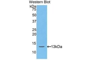 Detection of Recombinant Hepc, Human using Polyclonal Antibody to Hepcidin (Hepc) (Hepcidin antibody  (AA 25-84))