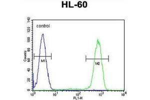 CASP12 Antibody (Center) flow cytometric analysis of HL-60 cells (right histogram) compared to a negative control cell (left histogram). (Caspase 12 antibody  (Middle Region))