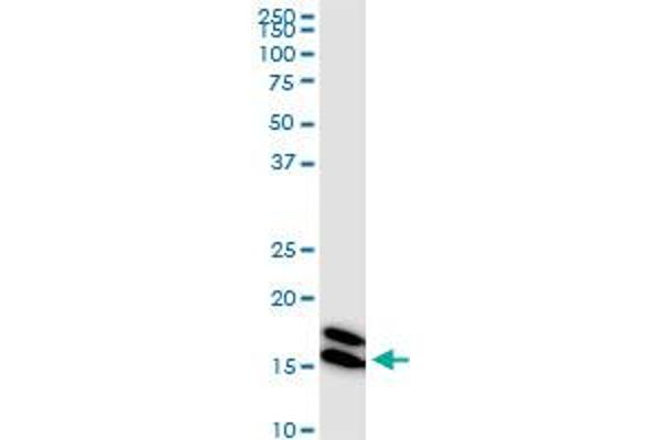 NME1 antibody  (AA 43-152)