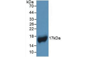 Western blot analysis of recombinant Human APOA1. (APOA1 antibody  (AA 122-267))