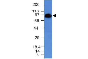 Image no. 1 for anti-CD44 Standard (CD44s) antibody (ABIN6151590) (CD44 Standard antibody)