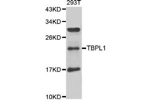 Western blot analysis of extracts of 293T cell line, using TBPL1 antibody.