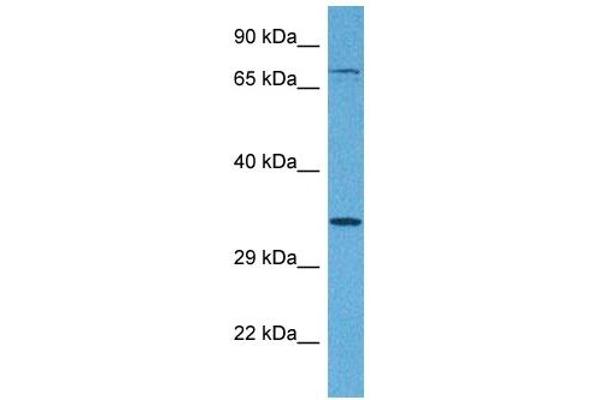 Tetraspanin 5 antibody  (Middle Region)
