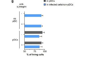 icSARS-CoV-2-mNG-infected A549-ACE2 were cultured alone (no pDC) or cocultured with pDCs in the presence or absence of anti-αLintegrin blocking antibody for 48 hours. (ITGAL antibody)