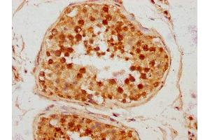 IHC image of ABIN7172695 diluted at 1:300 and staining in paraffin-embedded human testis tissue performed on a Leica BondTM system. (TAF7L antibody  (AA 1-98))