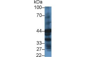 Western Blot; Sample: Human Liver lysate; ;Primary Ab: 1µg/ml Rabbit Anti-Human HPD Antibody;Second Ab: 0.
