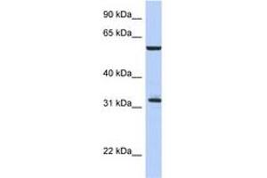 Image no. 1 for anti-Cell Division Cycle 34 (CDC34) (C-Term) antibody (ABIN6744356) (CDC34 antibody  (C-Term))