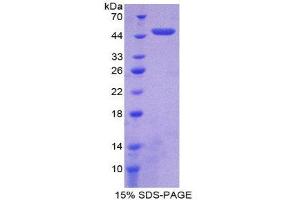 SDS-PAGE (SDS) image for Nucleobindin 2 (NUCB2) (AA 25-420) protein (His tag) (ABIN1878737)