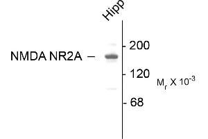 Western blots of 10 ug of rat hippocampal (Hipp) lysate showing specific immunolabeling of the ~180k NR2A subunit of the NMDA receptor. (NMDAR2A antibody  (C-Term))