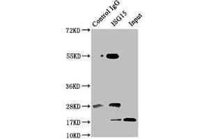 Immunoprecipitating ISG15 in Hela whole cell lysate Lane 1: Rabbit control IgG instead of ABIN7174558 in Hela whole cell lysate. (ISG15 antibody  (AA 2-157))