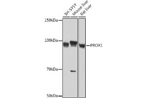 Western blot analysis of extracts of various cell lines, using PROX1 Rabbit mAb (ABIN7269571) at 1:1000 dilution. (PROX1 antibody)