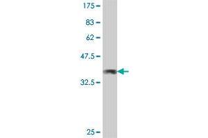 Western Blot detection against Immunogen (35. (CFDP1 antibody  (AA 168-251))