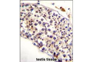 HAUS3 Antibody immunohistochemistry analysis in formalin fixed and paraffin embedded human testis tissue followed by peroxidase conjugation of the secondary antibody and DAB staining. (HAUS3 antibody  (AA 372-400))
