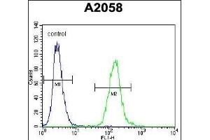 WDR21C Antibody (N-term) (ABIN654576 and ABIN2844279) flow cytometric analysis of  cells (right histogram) compared to a negative control cell (left histogram). (DCAF4L2 antibody  (N-Term))