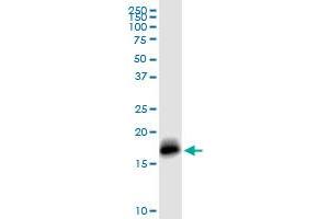 IFITM3 MaxPab rabbit polyclonal antibody. (IFITM3 antibody  (AA 1-133))