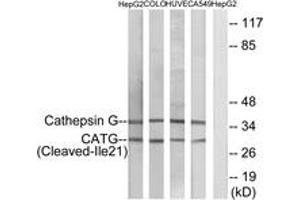 Western blot analysis of extracts from HepG2/COLO/HuvEc/A549 cells, using CATG (Cleaved-Ile21) Antibody.