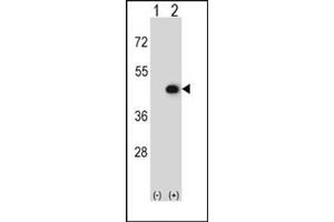 Western blot analysis of CKMT2 (arrow) using AP13640PU-N CKMT2 Antibody.