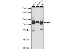 Western blot analysis of extracts of various cell lines, using ZFP64 antibody (ABIN7271513) at 1:1000 dilution. (ZFP64 antibody  (AA 1-170))