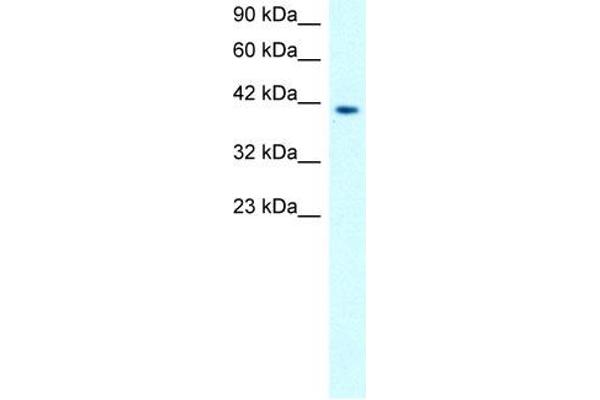 MMP19 antibody  (N-Term)
