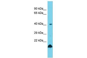 Host: Rabbit  Target Name: Ube2z  Sample Tissue: Rat Testis lysates  Antibody Dilution: 1. (UBE2Z antibody  (C-Term))