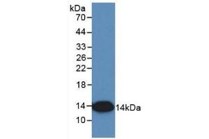 Detection of Recombinant IL8, Simian using Monoclonal Antibody to Interleukin 8 (IL8) (IL-8 antibody  (AA 23-101))