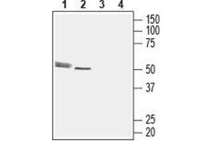Western blot analysis of rat cerebellum lysate (lanes 1 and 3) and rat heart membrane (lanes 2 and 4): - 1,2. (CMKLR1 antibody  (2nd Extracellular Loop))