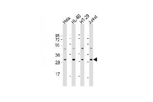 Western Blot at 1:2000 dilution Lane 1: Hela whole cell lysate Lane 2: HL-60 whole cell lysate Lane 3: HT-29 whole cell lysate Lane 4: Jurkat whole cell lysate Lysates/proteins at 20 ug per lane. (COPS7B antibody  (AA 61-95))