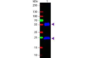 Western Blot of Goat anti-Mouse IgG Fluorescein Conjugated Secondary Antibody.