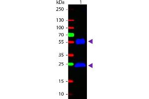 Western Blot of Goat anti-Mouse IgG Fluorescein Conjugated Secondary Antibody. (Goat anti-Mouse IgG (Heavy & Light Chain) Antibody (FITC) - Preadsorbed)