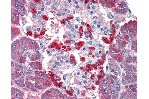 Anti-CASP4 / Caspase 4 antibody IHC of human pancreas. (Caspase 4 antibody  (Internal Region))
