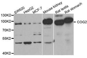 Western blot analysis of extracts of various cell lines, using COG2 antibody.