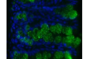 Image no. 1 for anti-Resistin Like beta (RETNLB) antibody (ABIN465495) (RETNLB antibody)