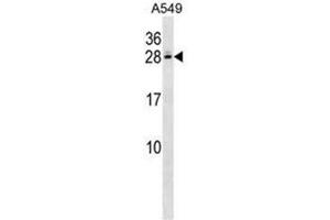 C4BPB Antibody (Center) western blot analysis in A549 cell line lysates (35µg/lane). (C4BPB antibody  (Middle Region))