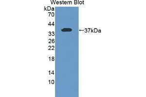 Detection of Recombinant TOR1A, Mouse using Polyclonal Antibody to Torsin 1A (TOR1A)