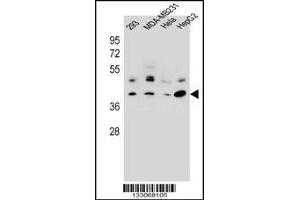 Western blot analysis in 293,MDA-MB231,Hela,HepG2 cell line lysates (35ug/lane). (GTR2 antibody  (AA 169-198))