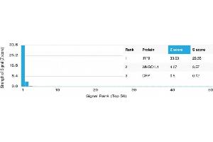 Analysis of Protein Array containing more than 19,000 full-length human proteins using IRF9 Mouse Monoclonal Antibody (PCRP-IRF9-2F8). (IRF9 antibody)