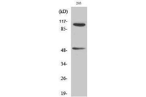 Western Blotting (WB) image for anti-Nuclear Factor of kappa Light Polypeptide Gene Enhancer in B-Cells 1 (NFKB1) (pSer337) antibody (ABIN3182480) (NFKB1 antibody  (pSer337))