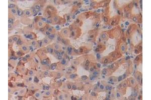 Detection of HEXb in Mouse Stomach Tissue using Polyclonal Antibody to Hexosaminidase B Beta (HEXb) (HEXB antibody  (AA 294-435))