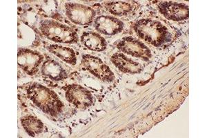 IHC-P testing of rat intestine tissue (Beclin 1 antibody  (AA 1-354))