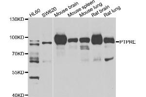Western blot analysis of extracts of various cell lines, using PTPRE antibody.