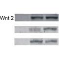 anti-Wingless-Type MMTV Integration Site Family Member 2 (WNT2) (AA 221-320) antibody