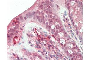 Anti-RBPMS / Hermes antibody IHC staining of human colon. (RBPMS antibody  (C-Term))
