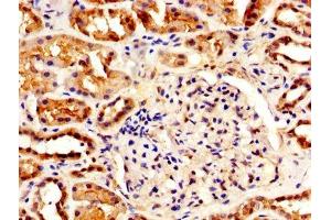 IHC image of ABIN7156203 diluted at 1:500 and staining in paraffin-embedded human kidney tissue performed on a Leica BondTM system. (Indian Hedgehog antibody  (AA 203-411))