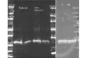 anti-GST polyclonal antibody  in western blot shows detection of recombinant GST (indicated by band at ~ 28 kDa). (Multiple Tag antibody)