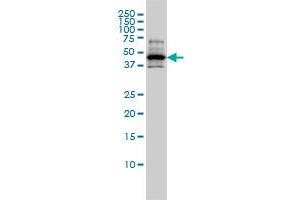 RCC1 monoclonal antibody (M01), clone 2F1 Western Blot analysis of RCC1 expression in A-431 . (RCC1 antibody  (AA 312-421))