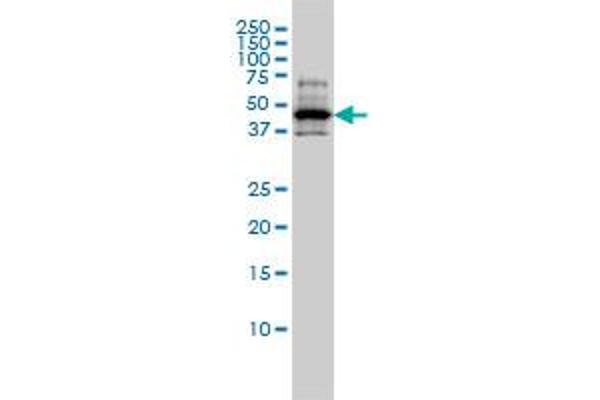 RCC1 抗体  (AA 312-421)