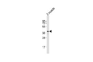 Anti-rho Antibody (N-Term)at 1:2000 dilution + zebrafish muscle whole cell lysates Lysates/proteins at 20 μg per lane. (Rho-related GTP-binding protein antibody  (AA 62-93))